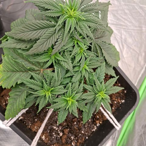 Critical growlog timeline photo