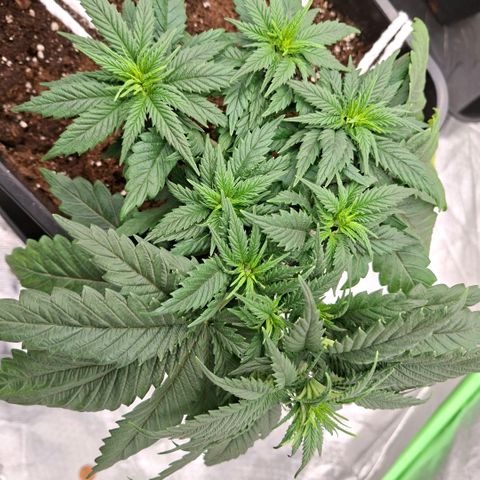Critical growlog timeline photo