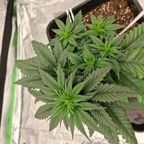 Critical growlog timeline photo