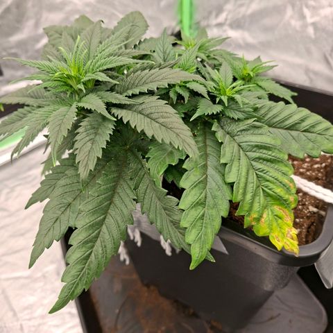 Critical growlog timeline photo