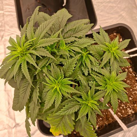 Critical growlog timeline photo