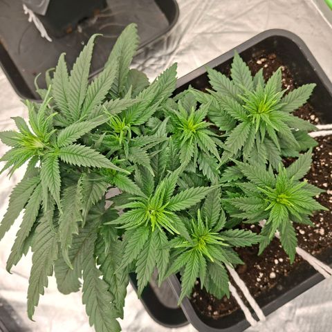 Critical growlog timeline photo