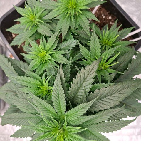 Critical growlog timeline photo