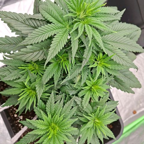 Critical growlog timeline photo