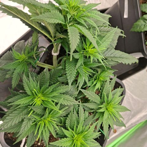 Critical growlog timeline photo