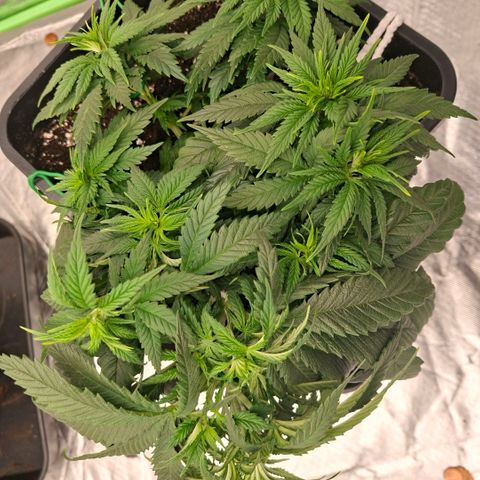 Critical growlog timeline photo