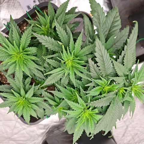 Critical growlog timeline photo