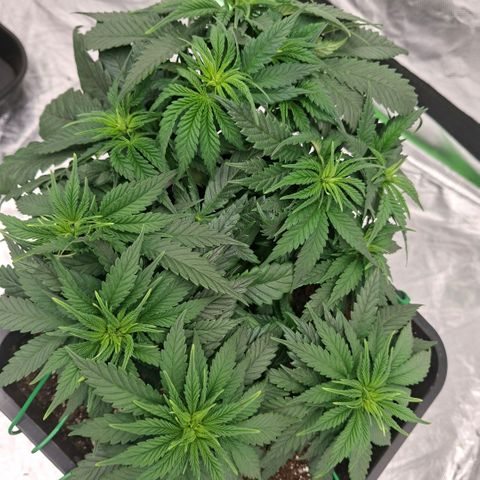 Critical growlog timeline photo