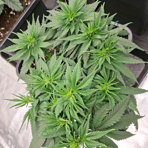 Critical growlog timeline photo