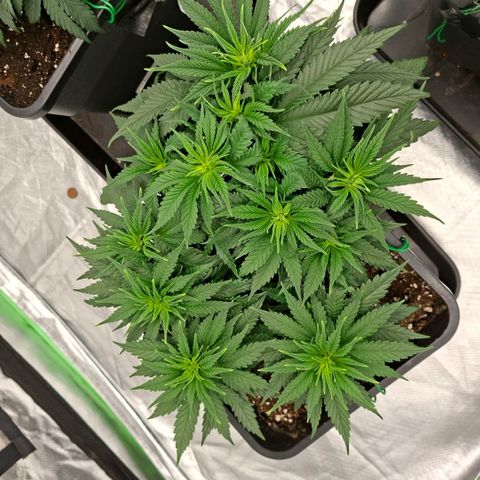 Critical growlog timeline photo