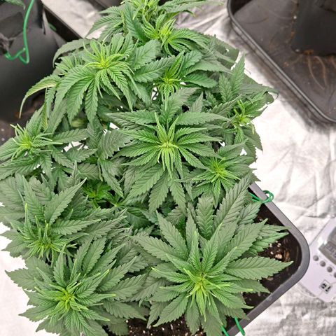 Critical growlog timeline photo