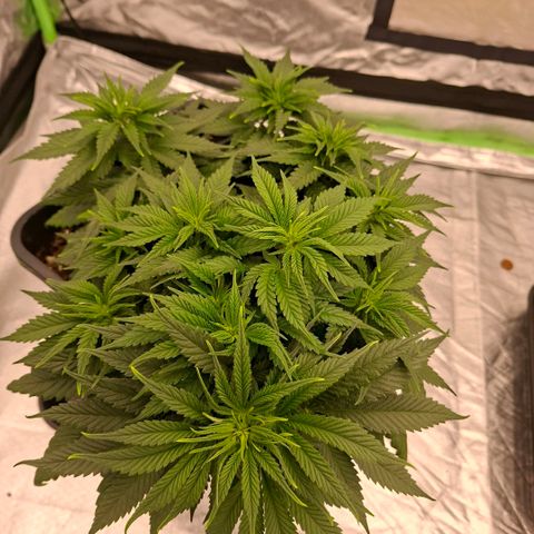Critical growlog timeline photo