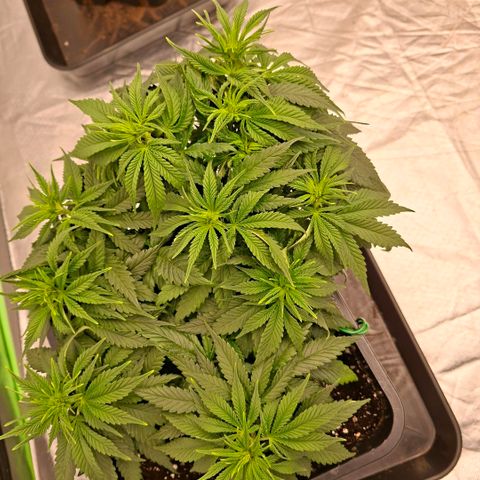 Critical growlog timeline photo