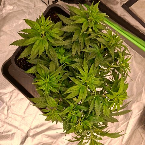 Critical growlog timeline photo