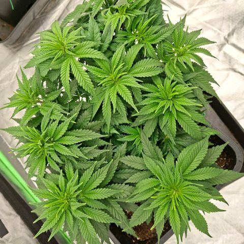Critical growlog timeline photo