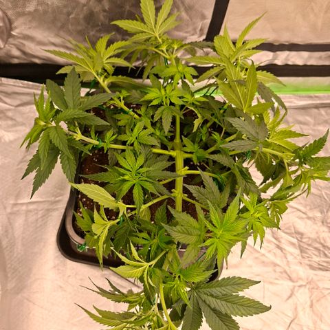 Critical growlog timeline photo