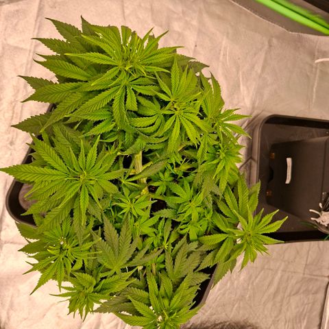 Critical growlog timeline photo