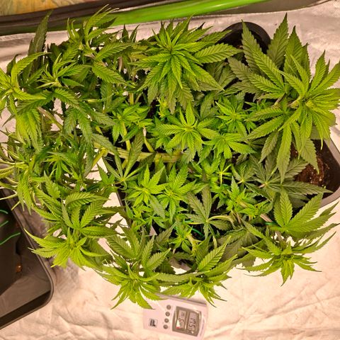 Critical growlog timeline photo