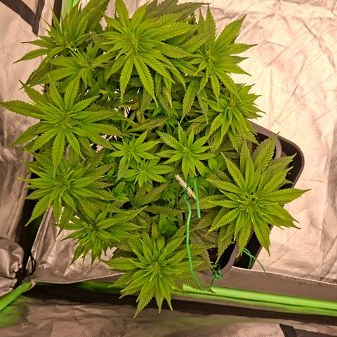 Critical growlog timeline photo