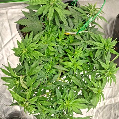 Critical growlog timeline photo