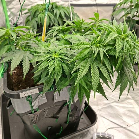 Critical growlog timeline photo