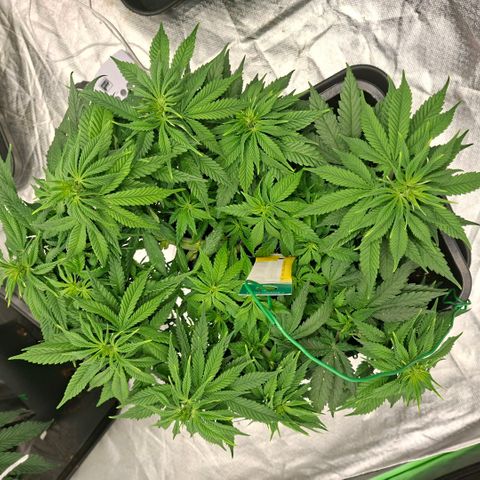 Critical growlog timeline photo