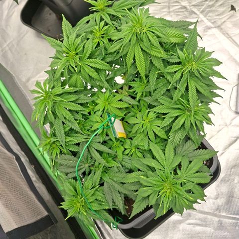 Critical growlog timeline photo