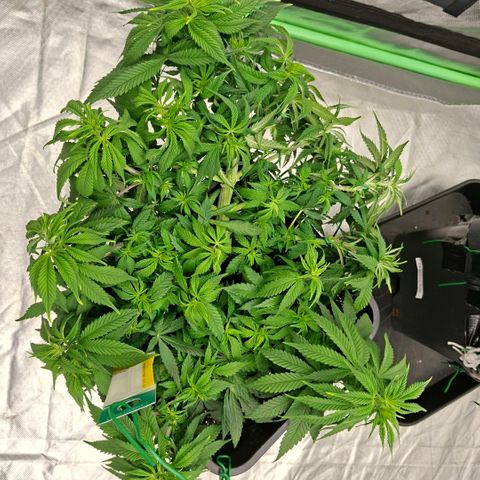 Critical growlog timeline photo