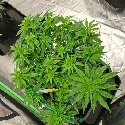 Critical growlog timeline photo