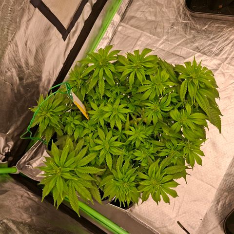 Critical growlog timeline photo