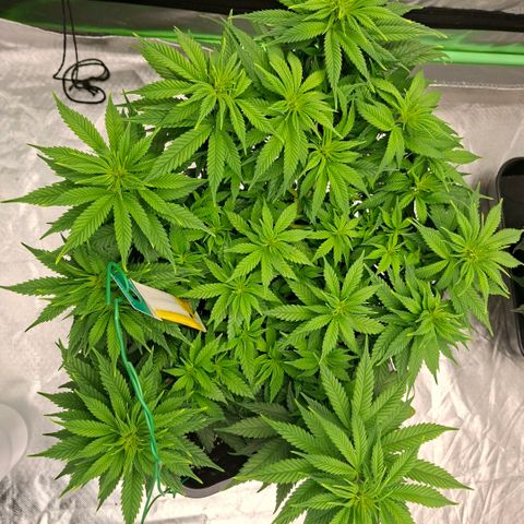 Critical growlog timeline photo