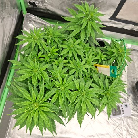 Critical growlog timeline photo