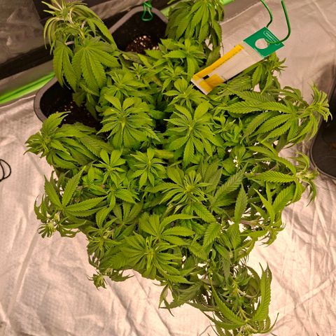 Critical growlog timeline photo