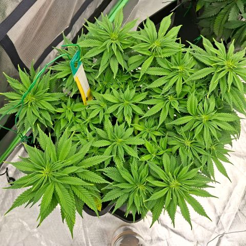 Critical growlog timeline photo