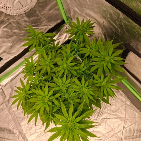 Critical growlog timeline photo