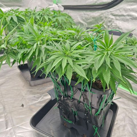 Critical growlog timeline photo