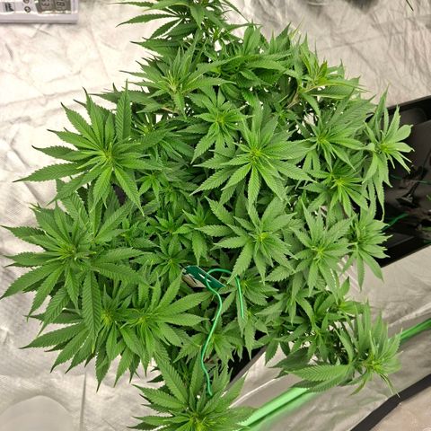 Critical growlog timeline photo