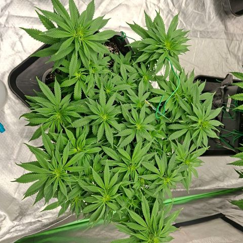 Critical growlog timeline photo