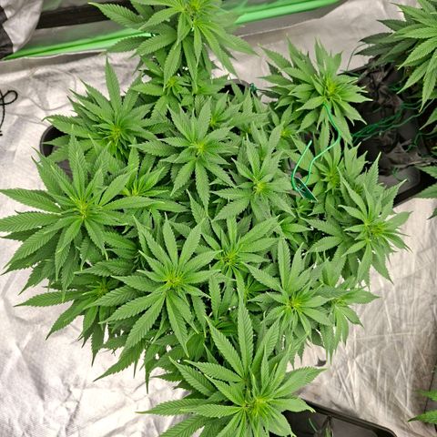 Critical growlog timeline photo