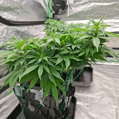 Critical growlog timeline photo
