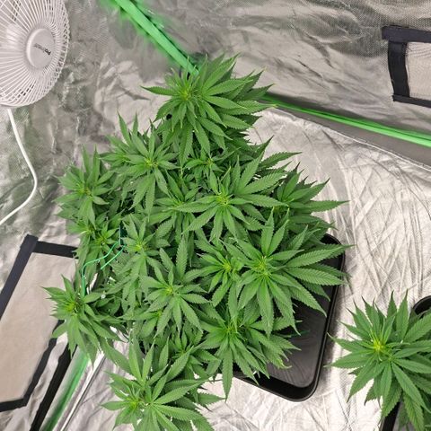 Critical growlog timeline photo