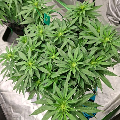 Critical growlog timeline photo