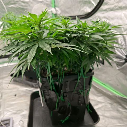 Critical growlog timeline photo