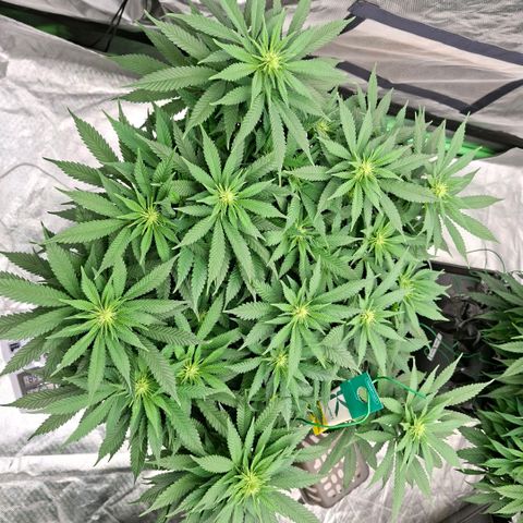 Critical growlog timeline photo