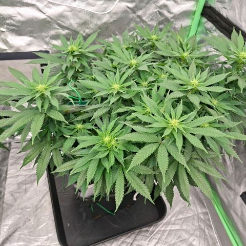 Critical growlog timeline photo