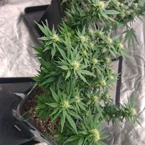 Critical growlog timeline photo