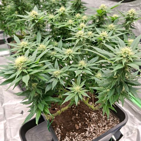 Critical growlog timeline photo