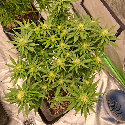 Critical growlog timeline photo