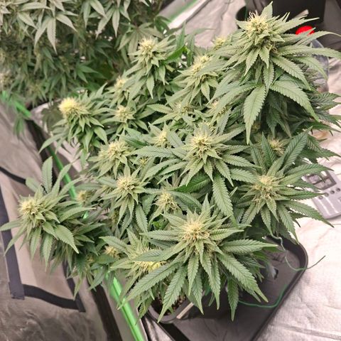 Critical growlog timeline photo