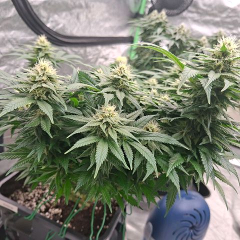 Critical growlog timeline photo